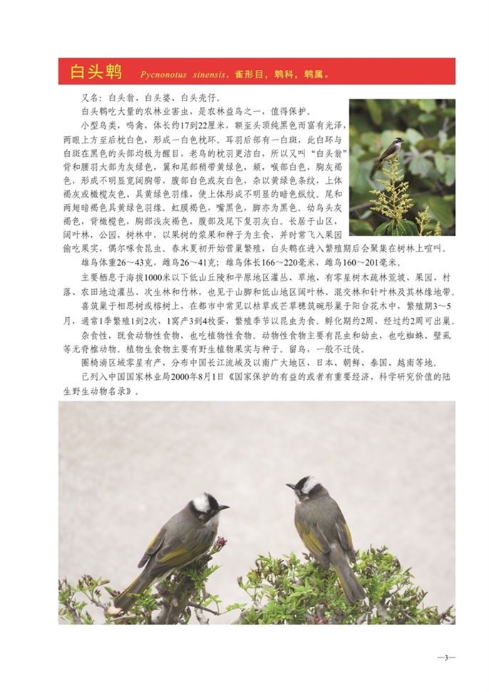 圈椅淌动物图谱——白头鹎