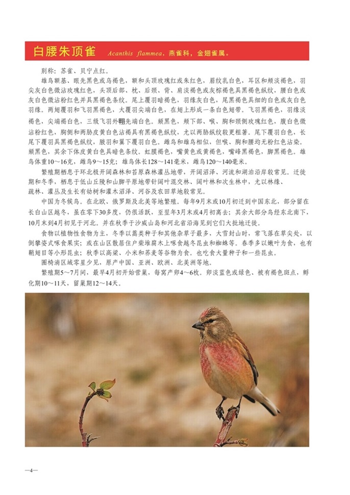 圈椅淌动物图谱——白腰朱顶雀