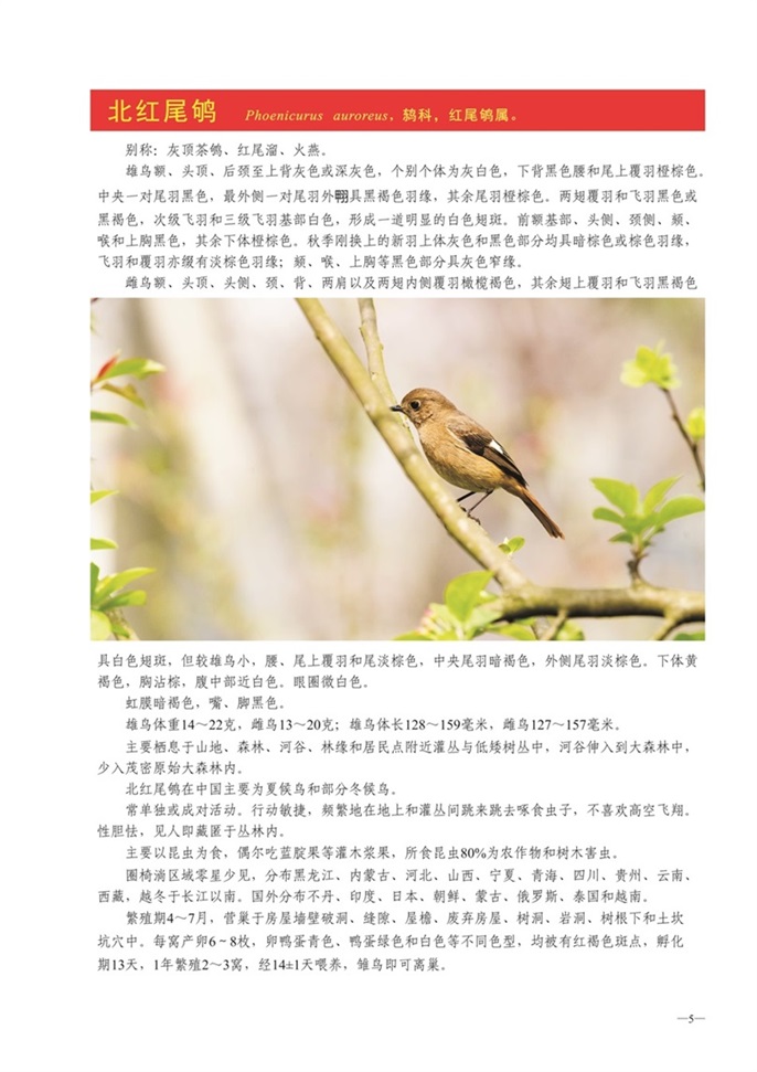 圈椅淌动物图谱——北红尾鸲