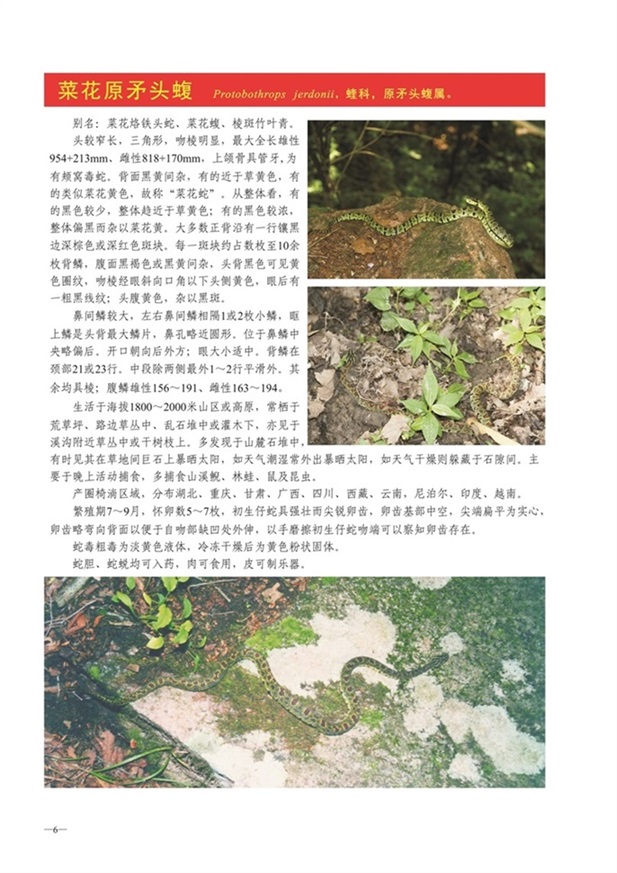 圈椅淌动物图谱——菜花原矛头蝮