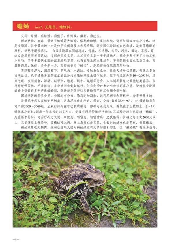 圈椅淌动物图谱——蟾蜍