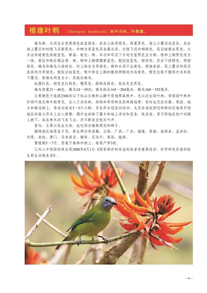 圈椅淌动物图谱——橙腹叶鹎