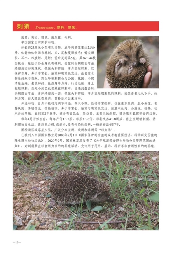 圈椅淌动物图谱——刺猬