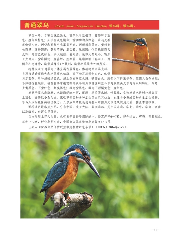 圈椅淌动物图谱——普通翠鸟