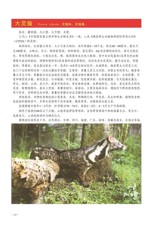 圈椅淌动物图谱——大灵猫