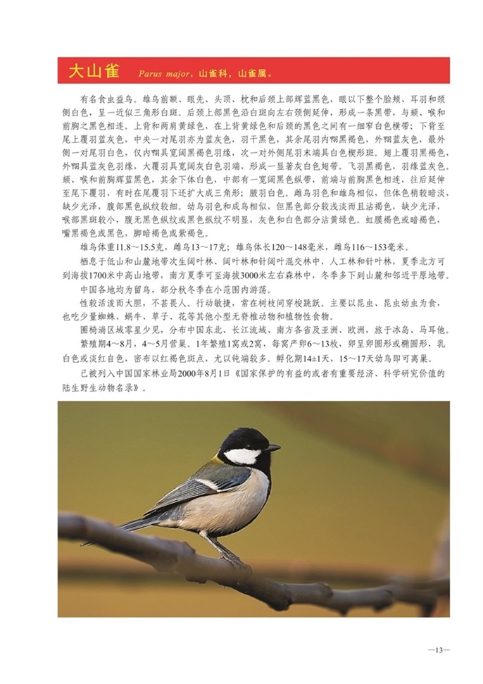 圈椅淌动物图谱——大山雀