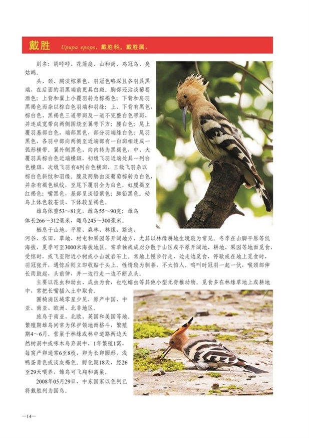 圈椅淌动物图谱——戴胜