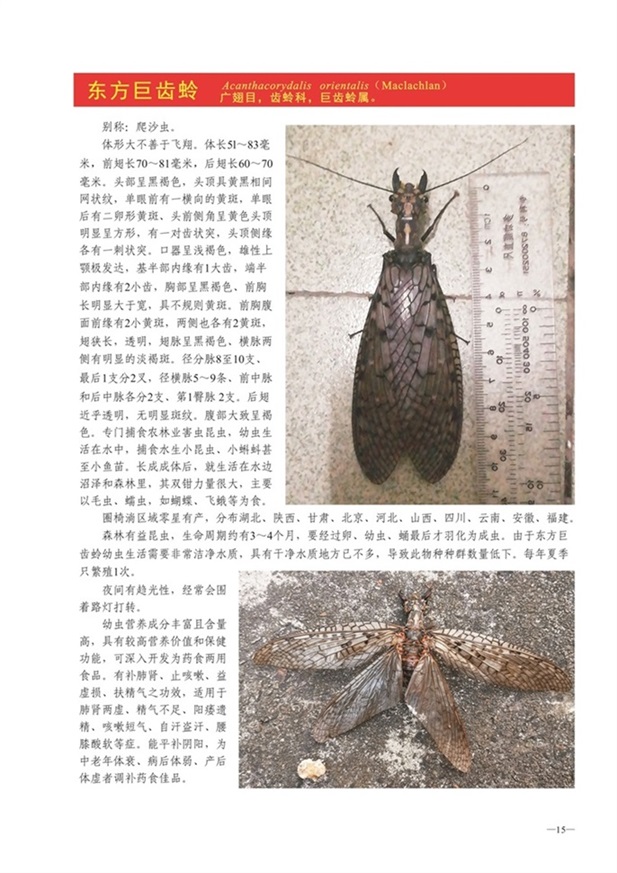 圈椅淌动物图谱——东方巨齿蛉