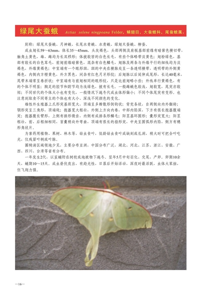圈椅淌动物图谱——绿尾大蚕蛾