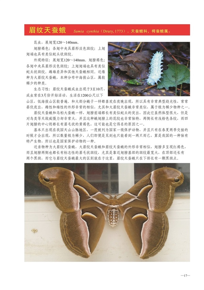 圈椅淌动物图谱——眉纹天蚕蛾