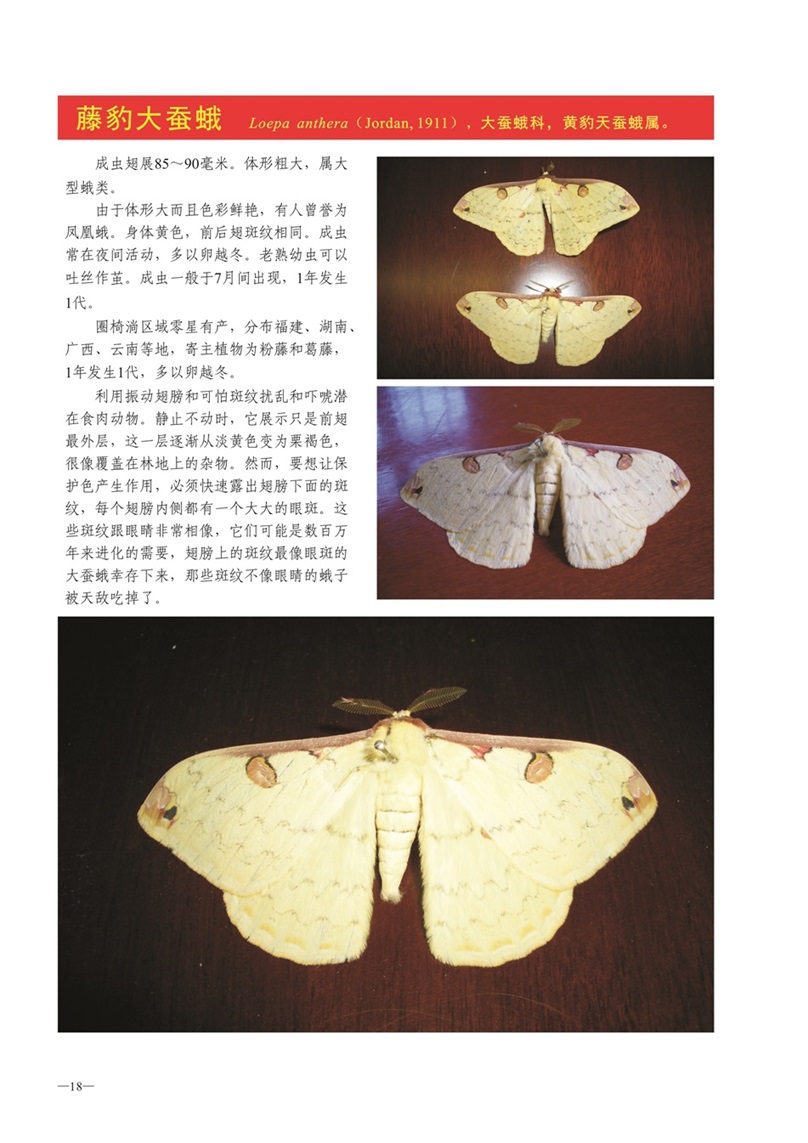 圈椅淌动物图谱——藤豹大蚕蛾