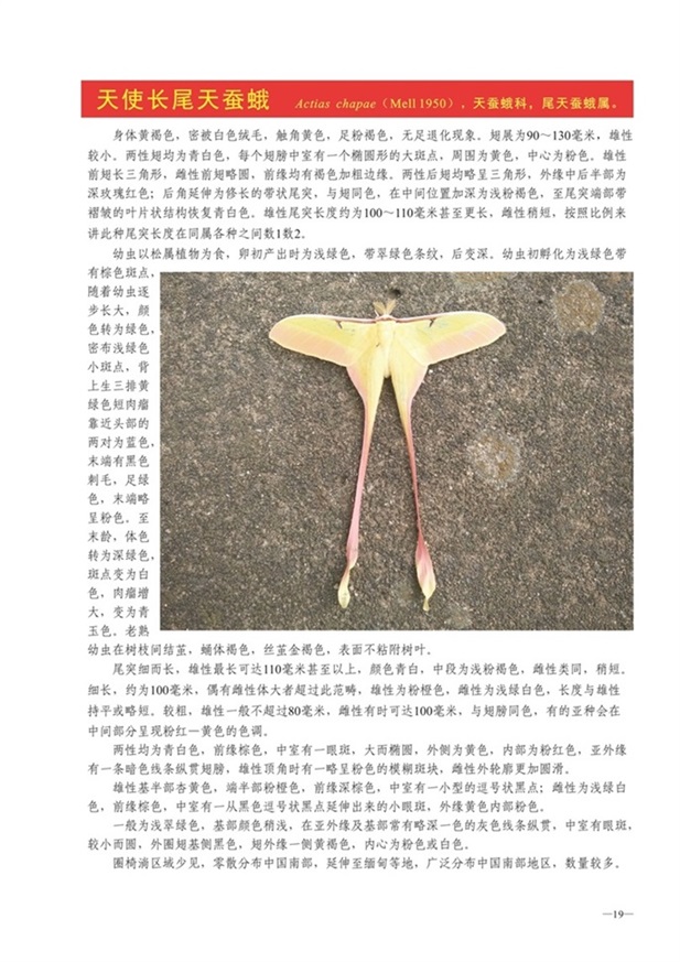 圈椅淌动物图谱——天使长尾天蚕蛾