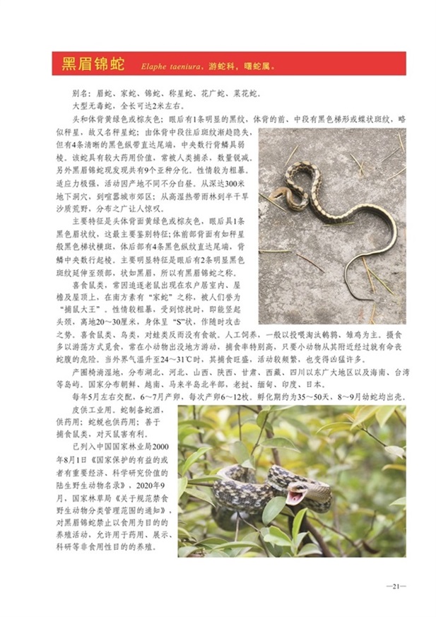 圈椅淌动物图谱——黑眉锦蛇