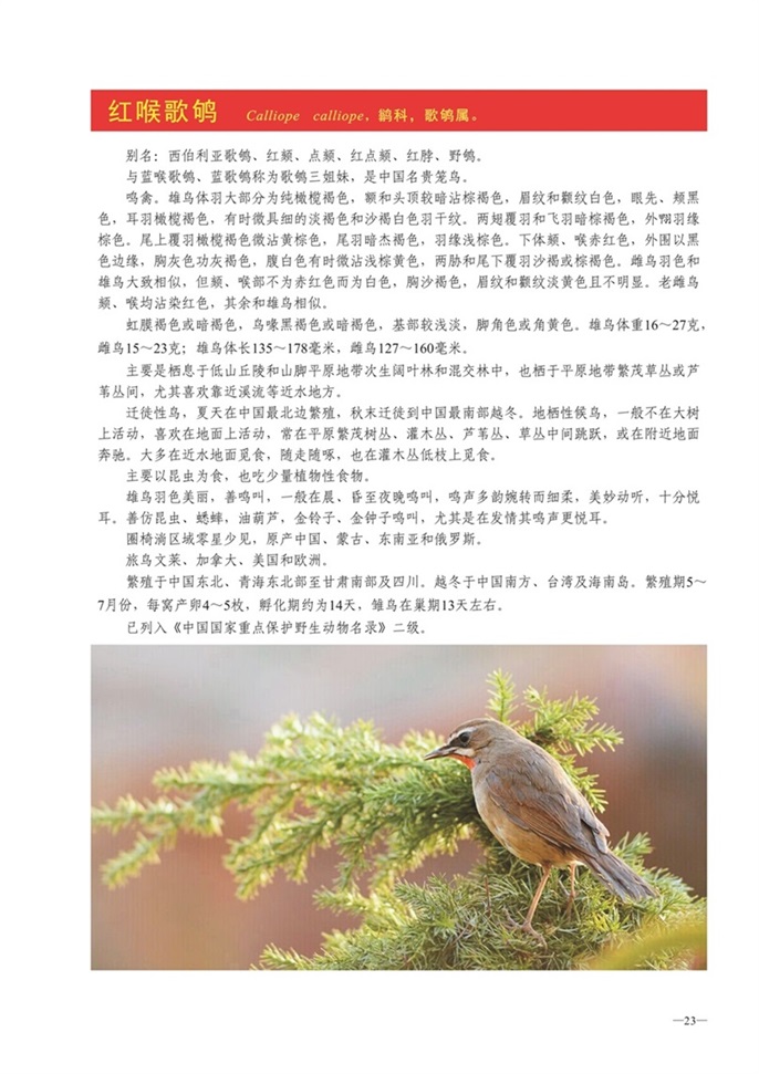 圈椅淌动物图谱——红喉歌鸲
