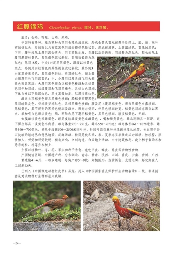 圈椅淌动物图谱——红腹锦鸡