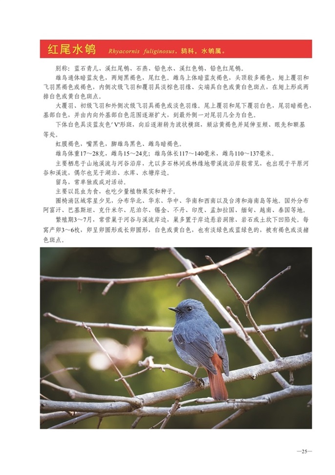 圈椅淌动物图谱——红尾水鸲