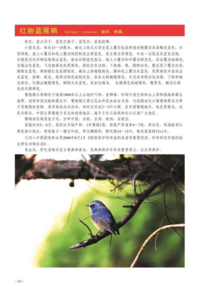 圈椅淌动物图谱——红胁蓝尾鸲