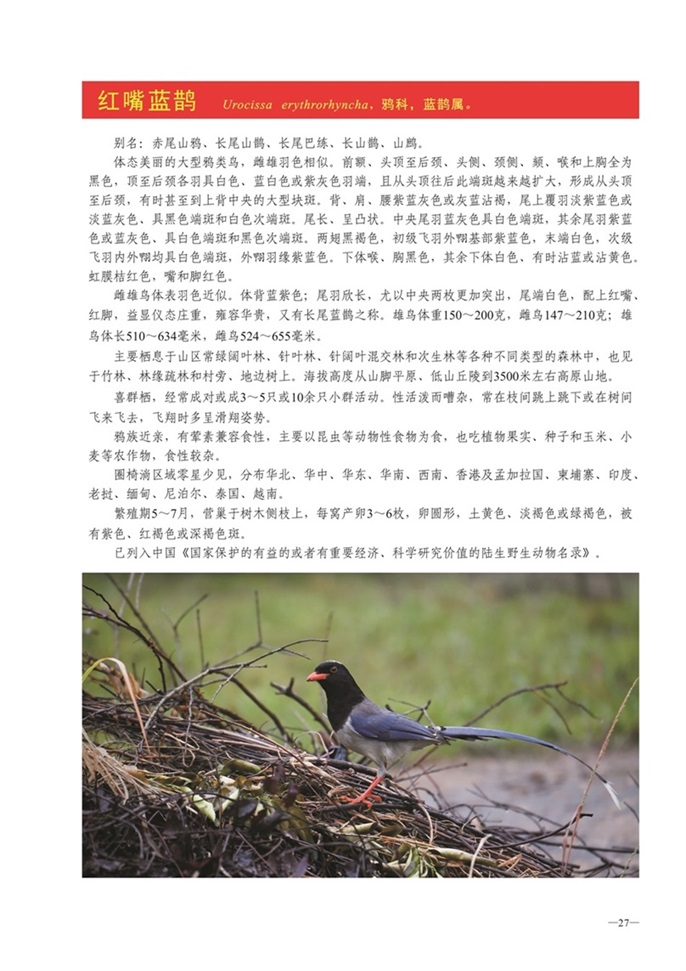 圈椅淌动物图谱——红嘴蓝鹊