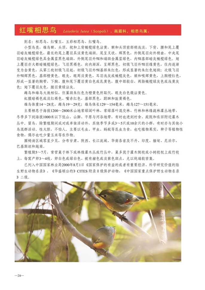 圈椅淌动物图谱——红嘴相思鸟