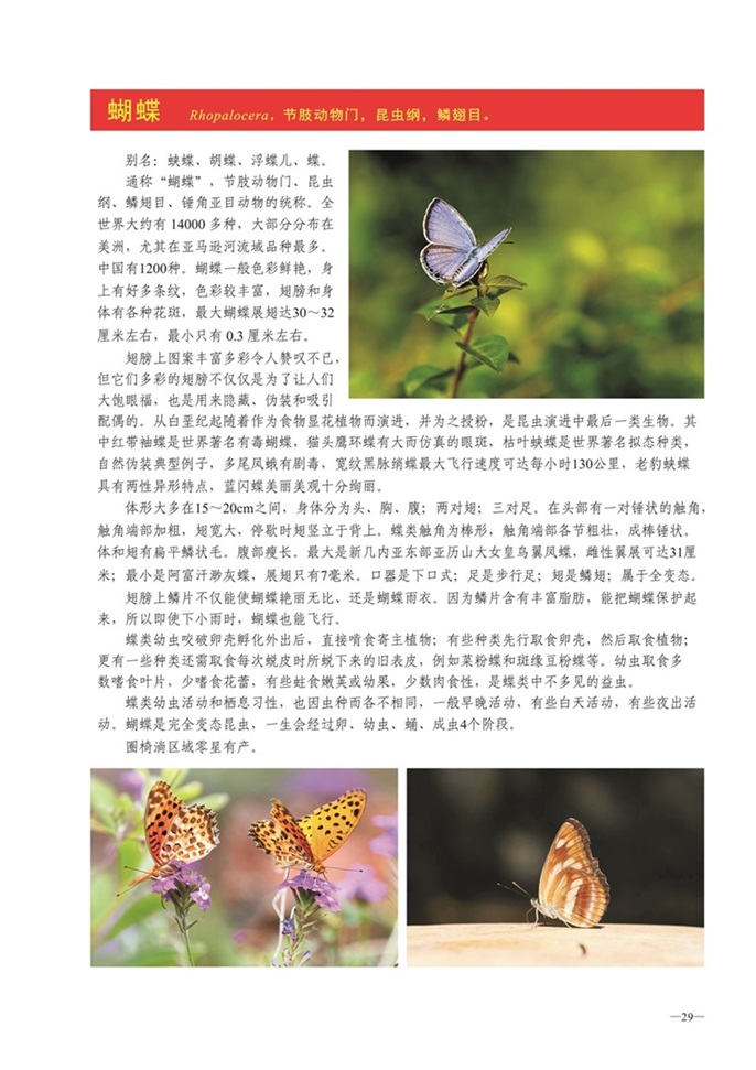 圈椅淌动物图谱——蝴蝶
