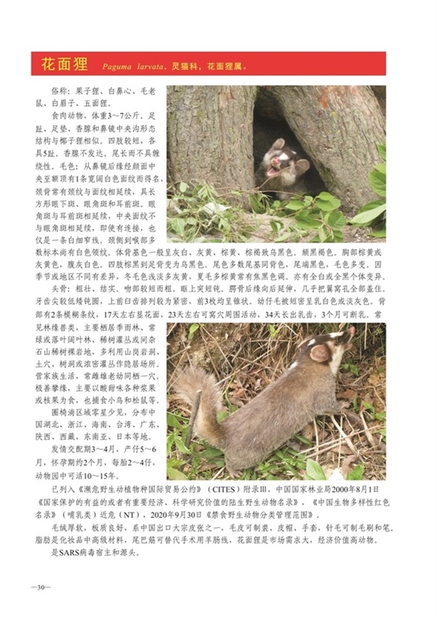 圈椅淌动物图谱——花面狸