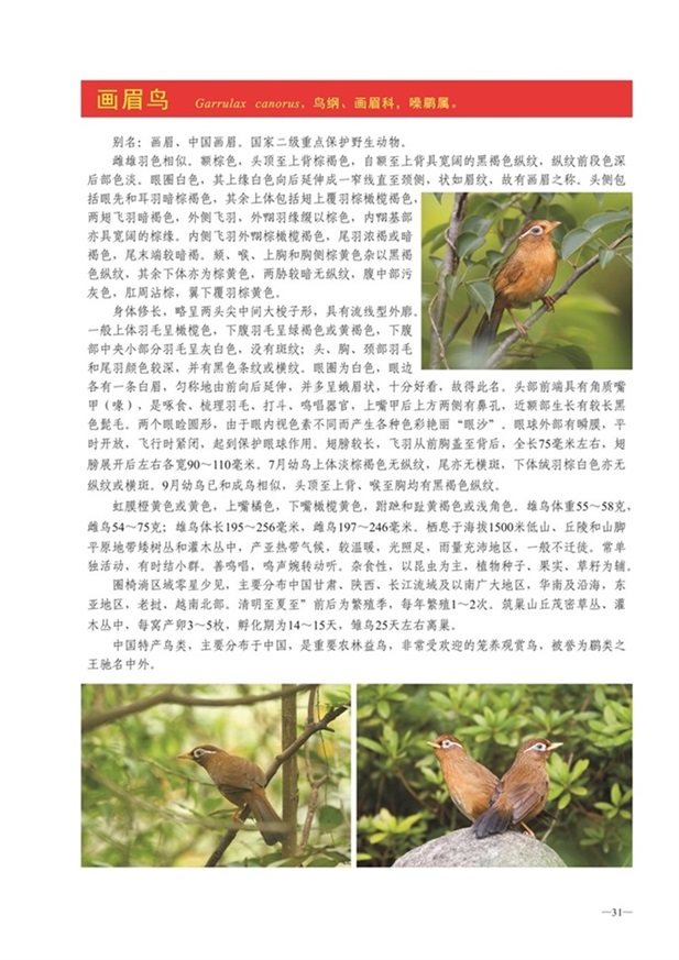 圈椅淌动物图谱——画眉