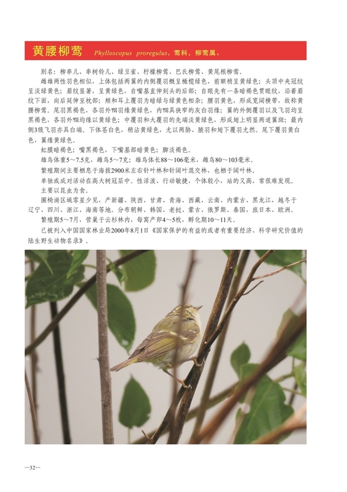 圈椅淌动物图谱——黄腰柳莺