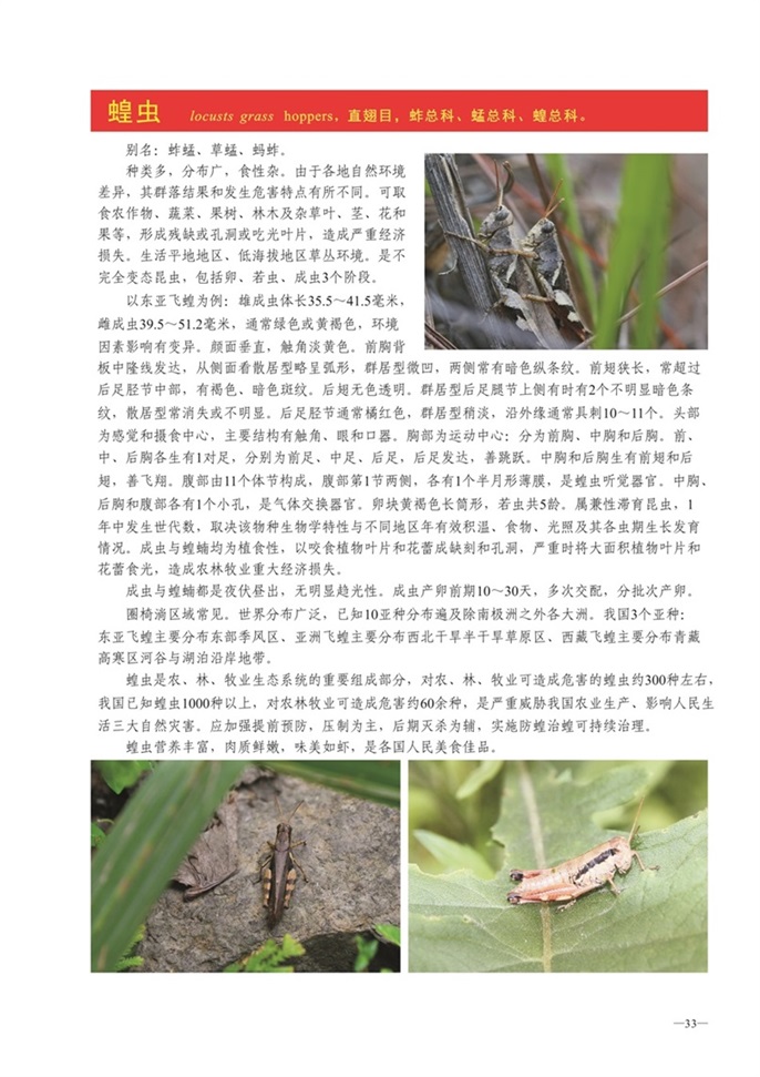 圈椅淌动物图谱——蝗虫
