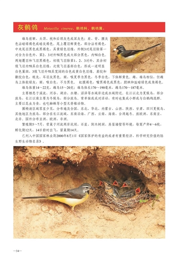 圈椅淌动物图谱——灰鹡鸰