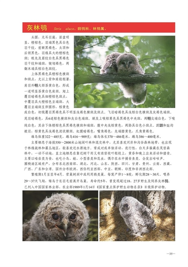 圈椅淌动物图谱——灰林鸮