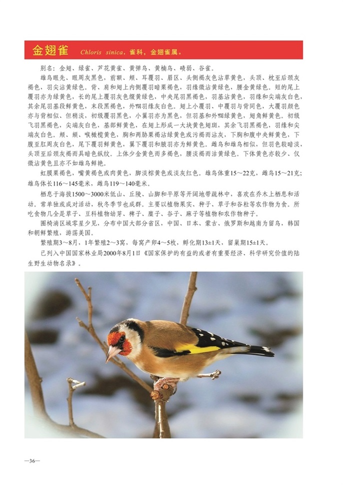 圈椅淌动物图谱——金翅雀