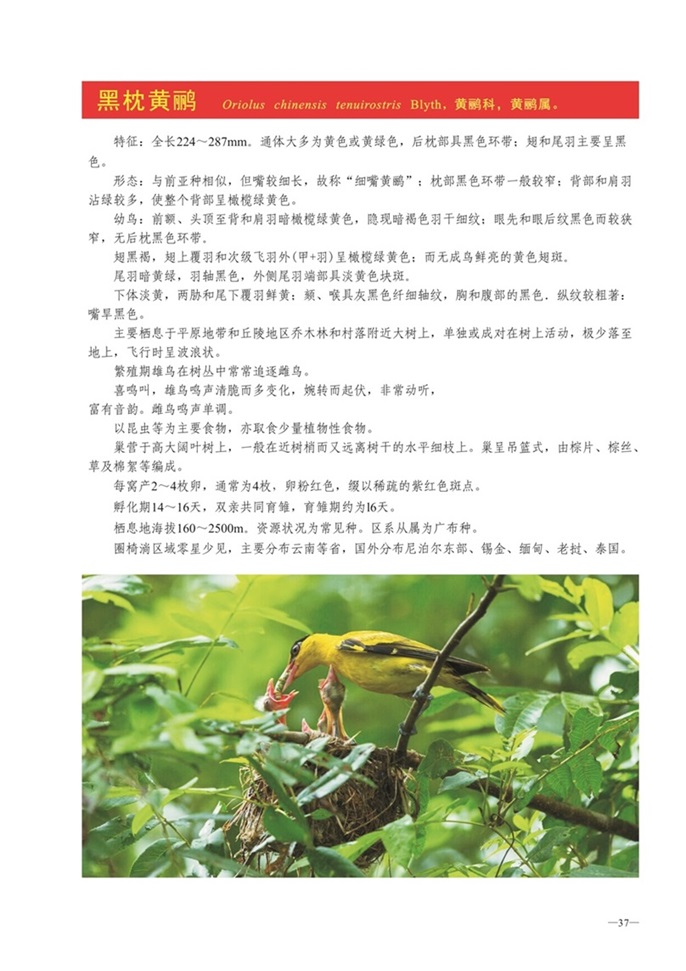 圈椅淌动物图谱——黑枕黄鹂