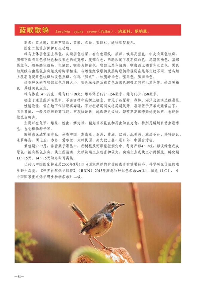 圈椅淌动物图谱——蓝喉歌鸲