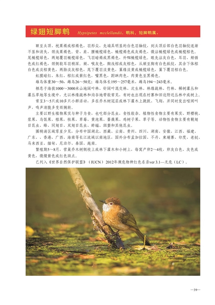 圈椅淌动物图谱——绿翅短脚鹎