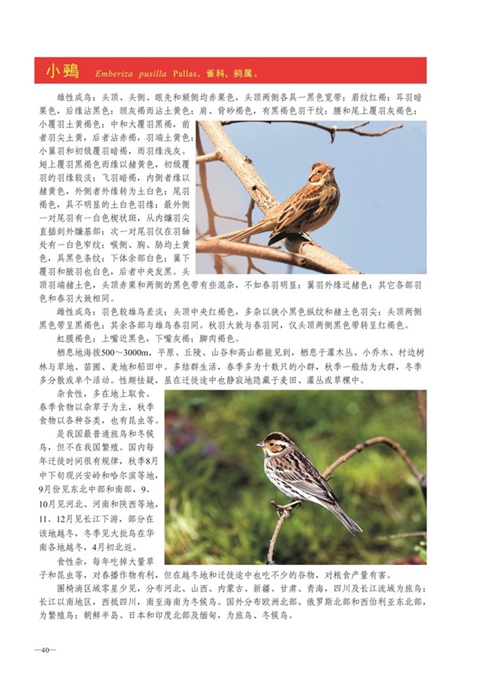 圈椅淌动物图谱——小鵐