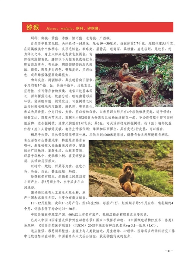 圈椅淌动物图谱——猕猴