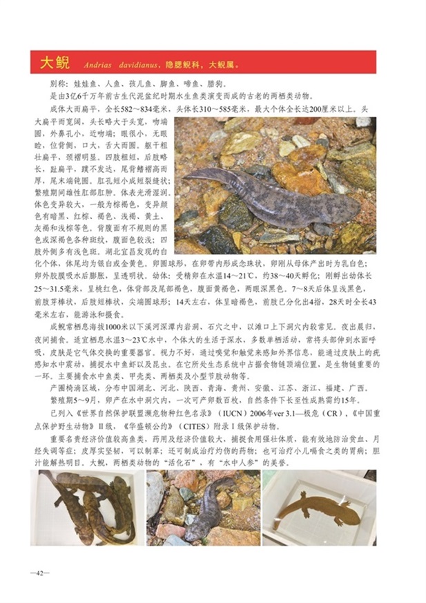 圈椅淌动物图谱——大鲵