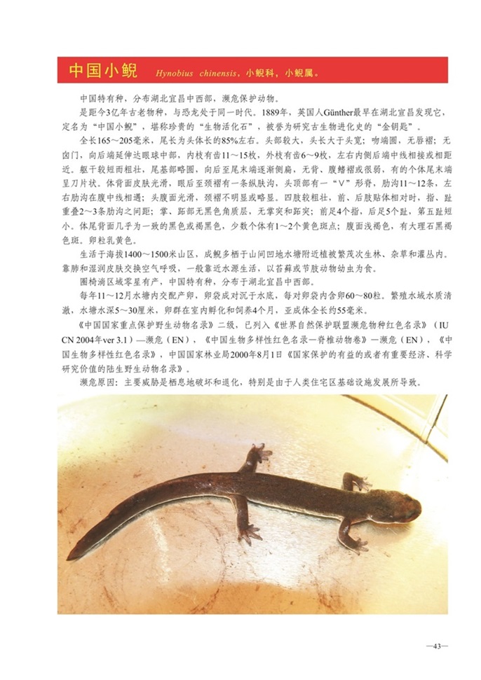 圈椅淌动物图谱——中国小鲵
