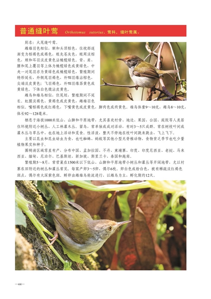 圈椅淌动物图谱——普通缝叶莺