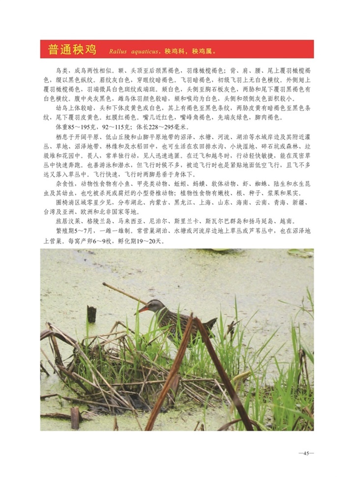 圈椅淌动物图谱——普通秧鸡