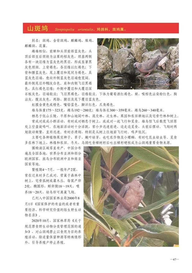 圈椅淌动物图谱——山斑鸠