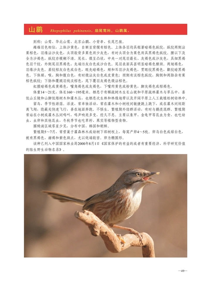 圈椅淌动物图谱——山鹛