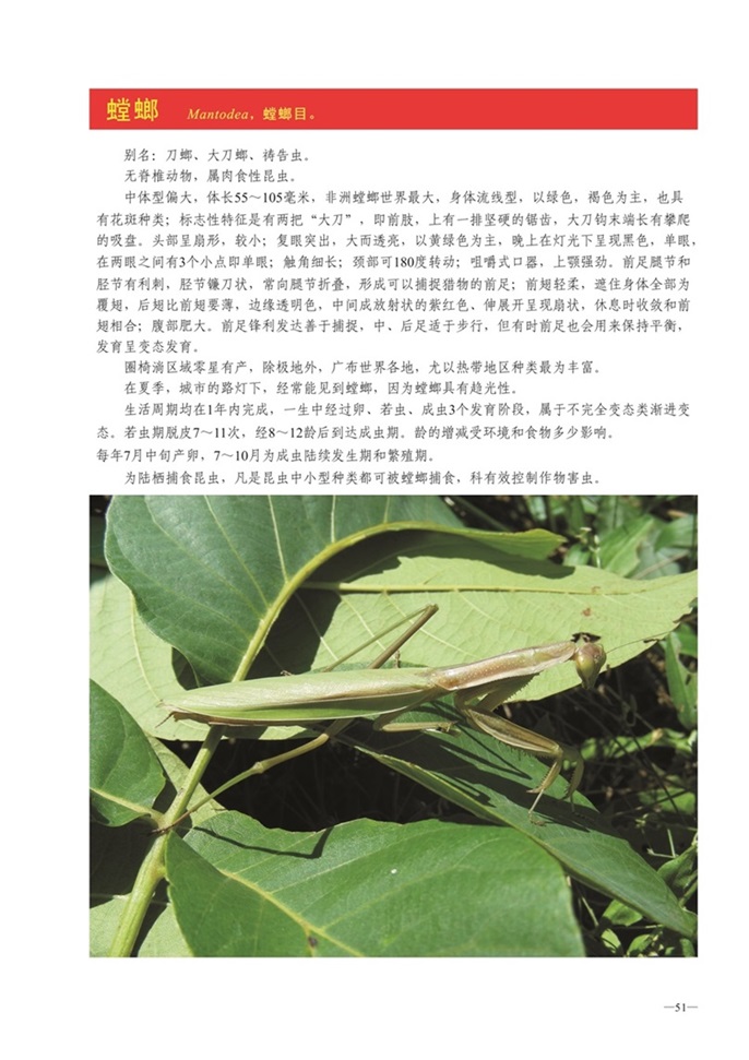 圈椅淌动物图谱——螳螂