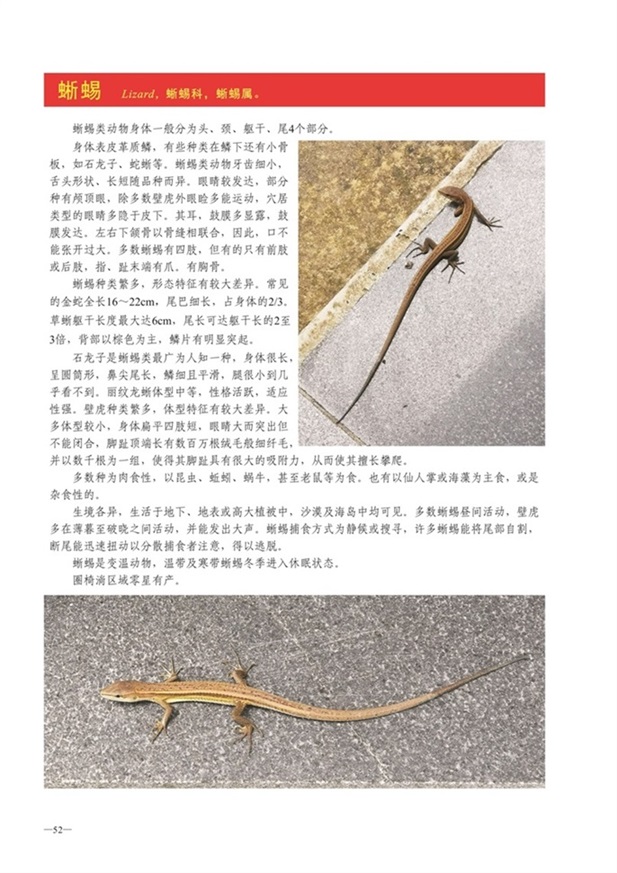 圈椅淌动物图谱——蜥蜴