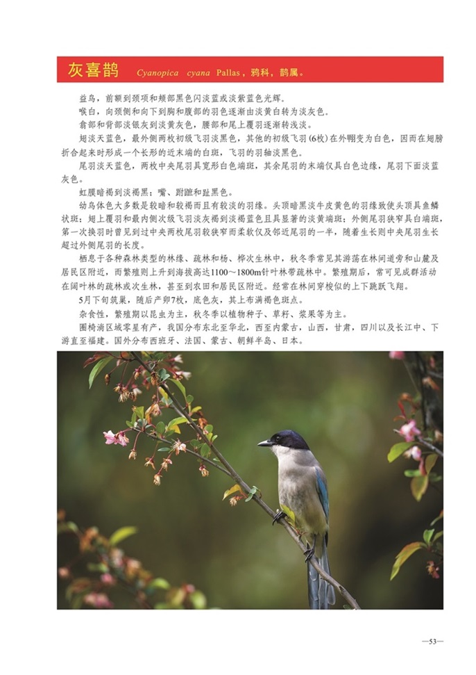 圈椅淌动物图谱——灰喜鹊