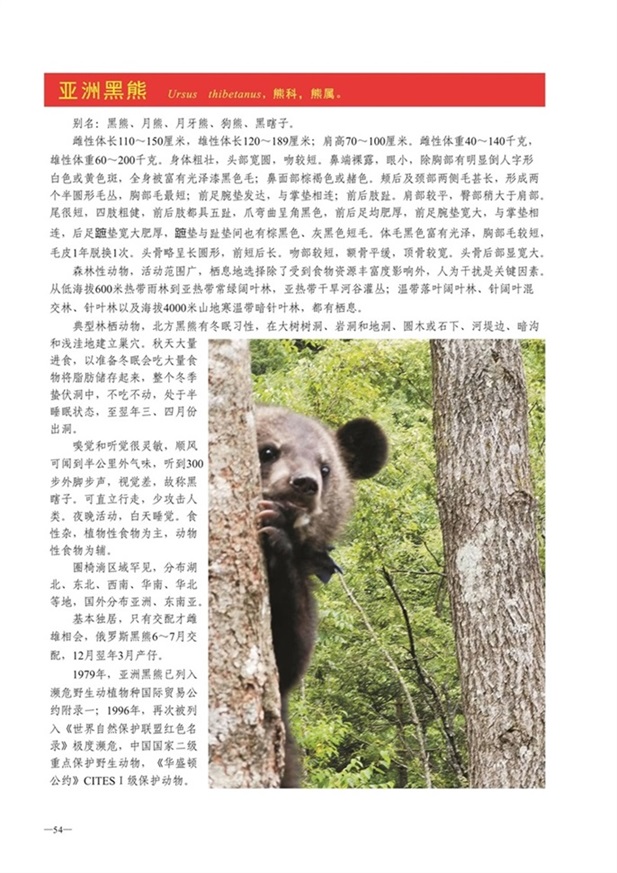 圈椅淌动物图谱——亚洲黑熊