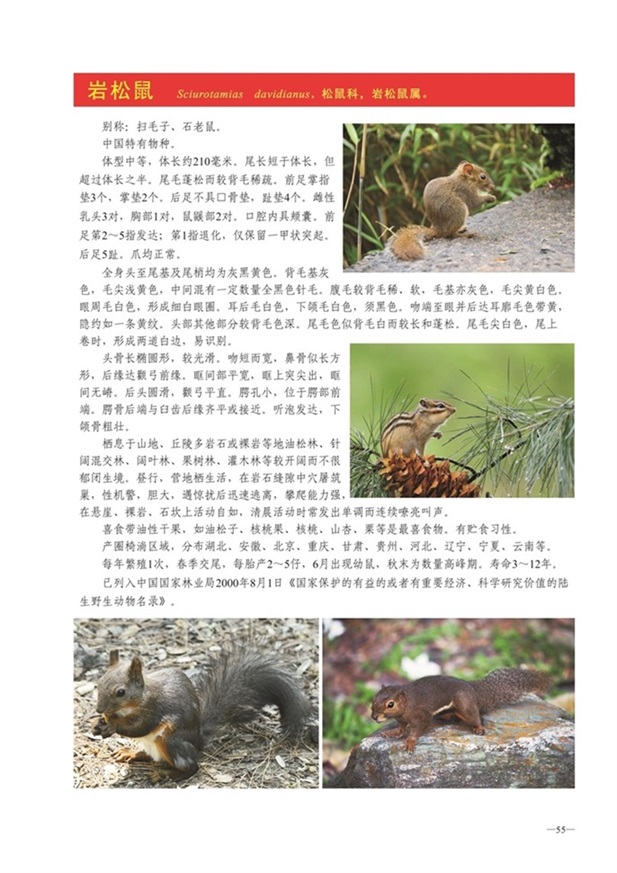 圈椅淌动物图谱——岩松鼠