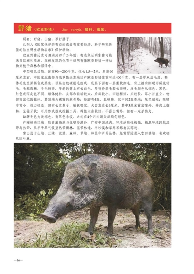 圈椅淌动物图谱——野猪
