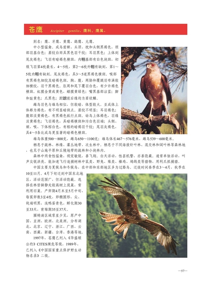 圈椅淌动物图谱——苍鹰