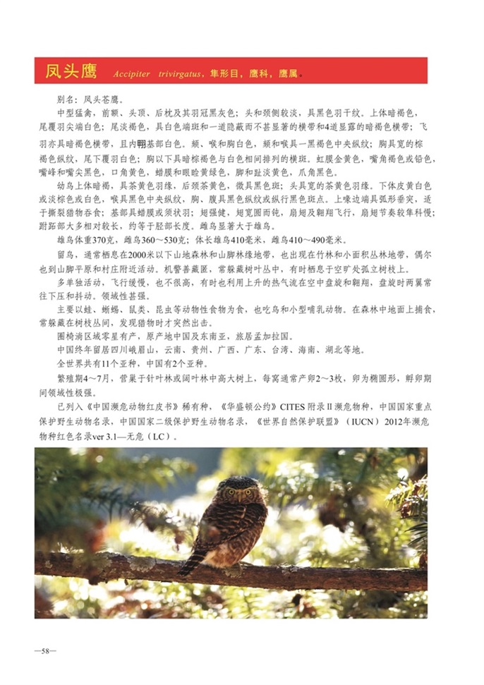 圈椅淌动物图谱——凤头鹰